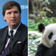 Image for article titled Tucker Carlson is here to remind America of the real threat: angry, sexy panda bears